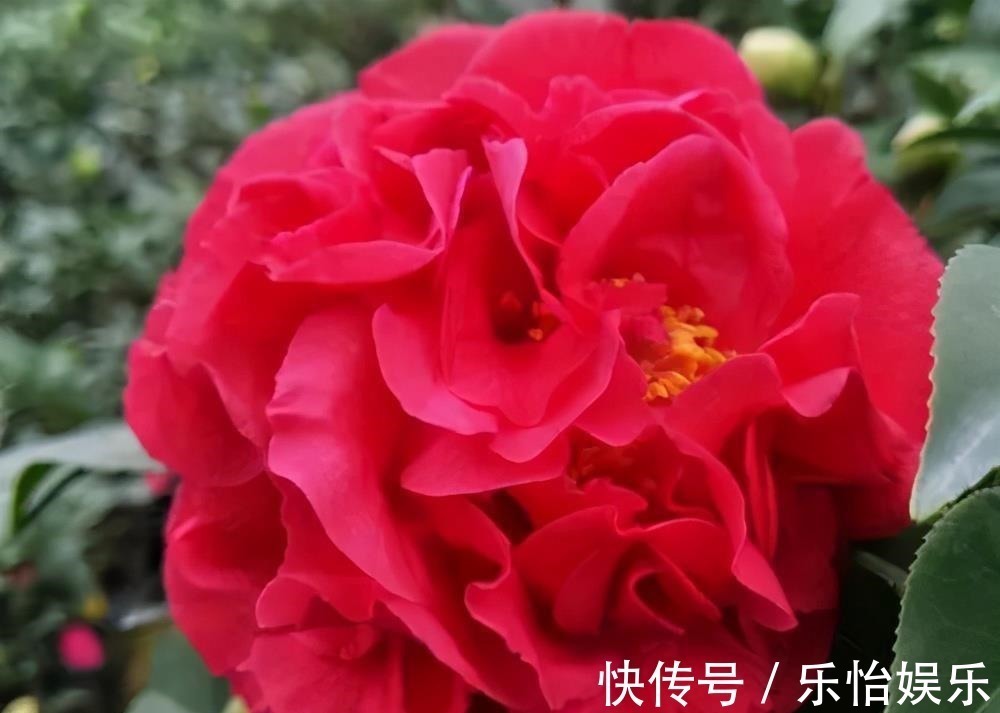 月季花丢了吧!此花耐旱耐寒,比牡丹还美,比绿萝好养,花香四溢