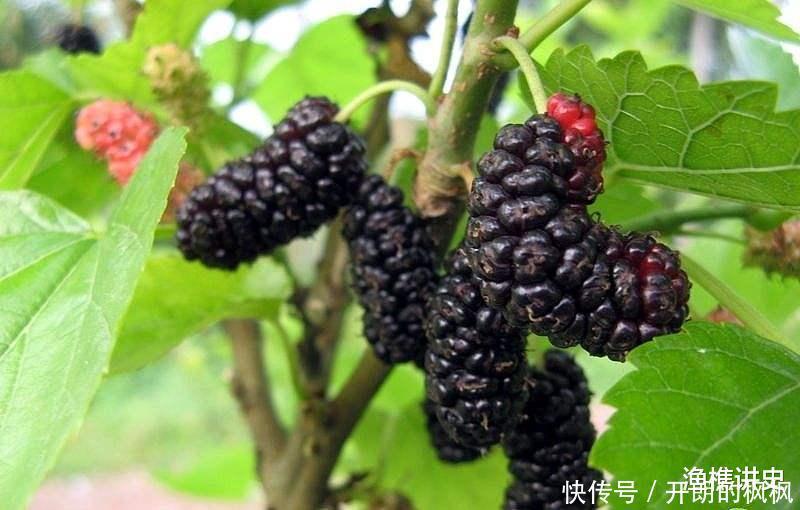 老话说“五树进宅,人穷家败”,为什么这五种树不能种在家里