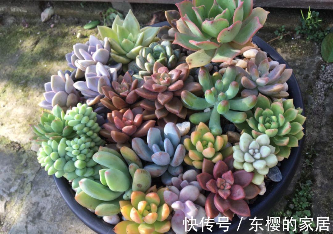 换盆时机到了,有这花赶紧换,换完立马疯长!
