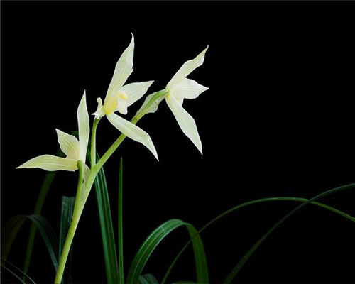 喜欢养兰花却不会买教你3个挑选兰花的妙招，健康易养活