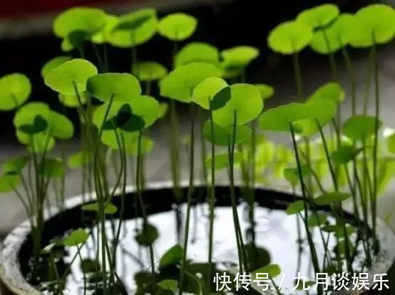 不花钱在阳台、露台上打造一个迷你池塘,好看到爆!