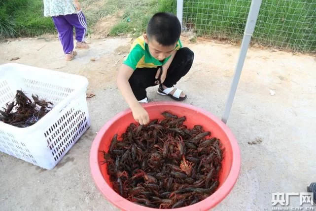 游客钓上来的龙虾（央广网发 通讯员供图）