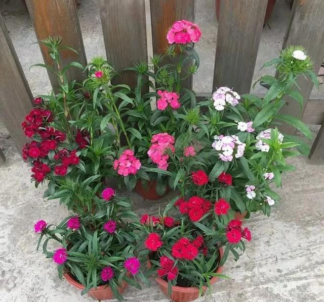 这花真好养,新手也能上手,家里养几盆,花繁色艳,漂亮极了