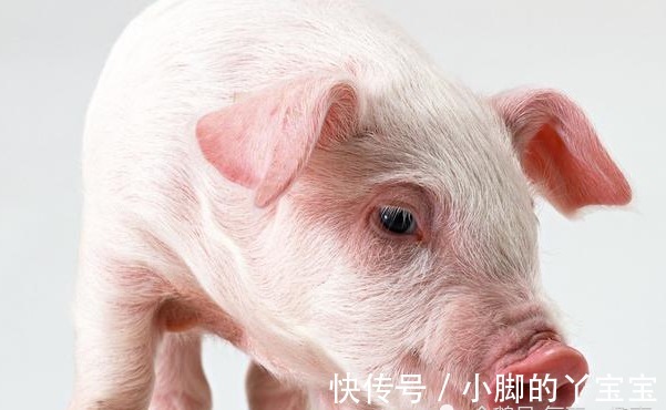 天喜星|生肖猪:10月一定要珍惜的1个人,他们能助你财运水涨船高!