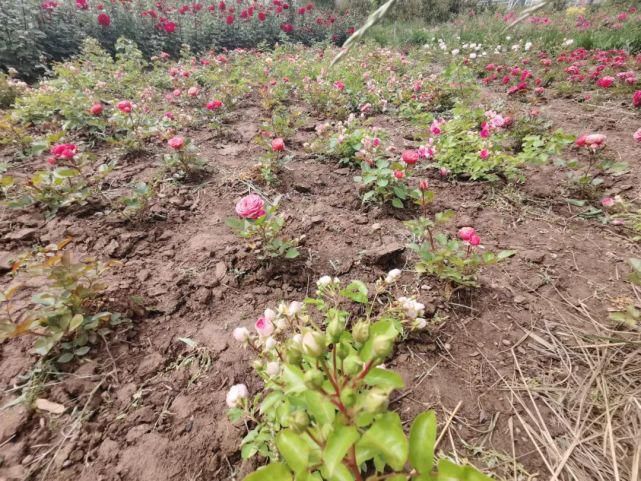 飘香|全天免费对外开放！德州这里50亩月季花海，飘香全城！（多图赏）