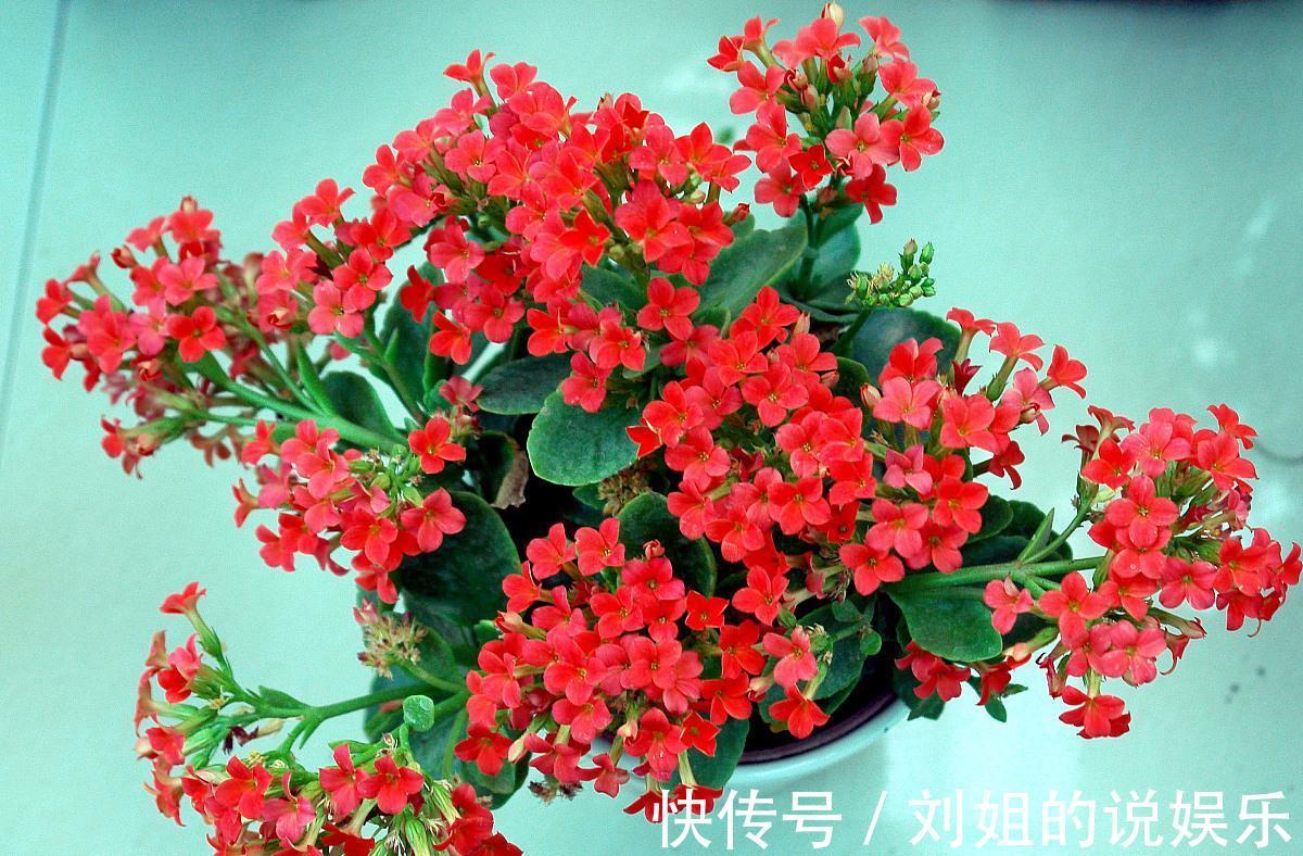 4种漂亮花冬季开,做年宵花很美,养一盆在家里,都温馨浪漫