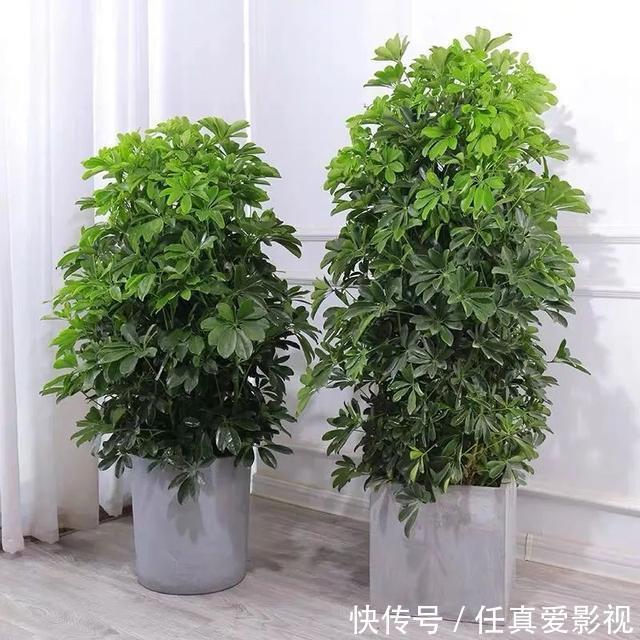 客厅养花就选这5种,清雅又大方、越养家里越干净,越养越健康
