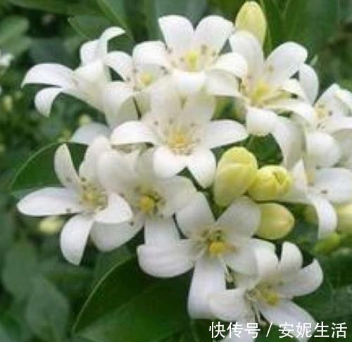 家里万万不要养这几种植物,有钱人送他都不会要,知道晚了