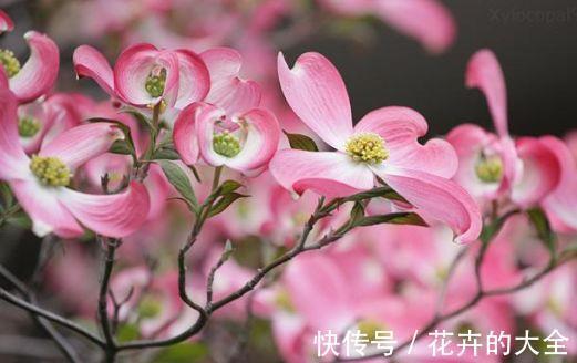 花中西施|农历8月7日起,养花试试这几款,花开美艳绝伦,阳台变花园