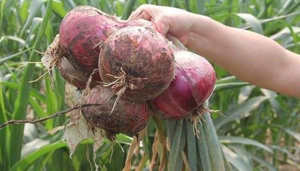 坚持每天吃洋葱，身体或许会收获4个好处，偷着乐吧！