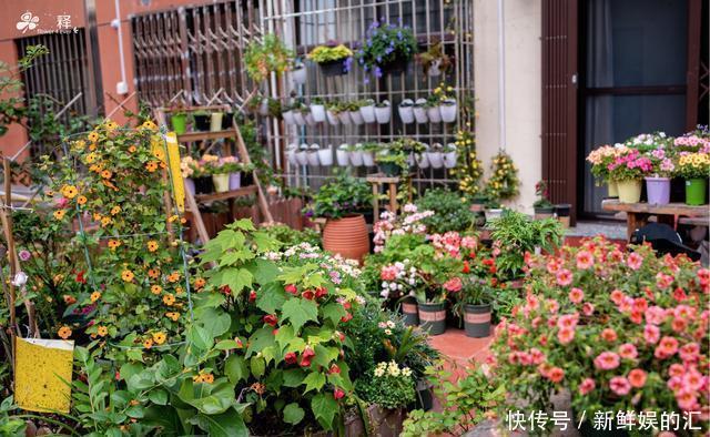 花花草草|南方人的冬天北方人不懂,满园春色看不尽,露着小腰赏着花