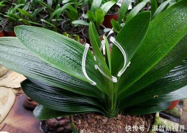养君子兰,一个“小方法”,叶片整齐又好看,厚实油绿,长爆盆!