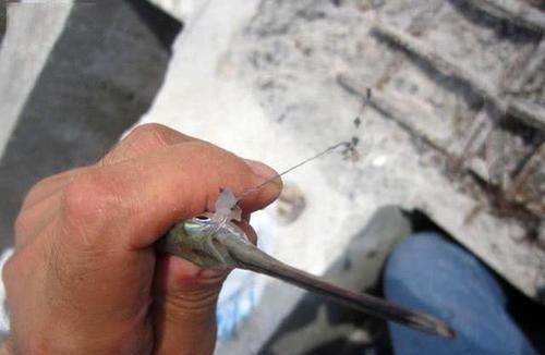 渔民|此鱼嘴巴尖细,很难钓到,聪明的渔民有办法放“针良船”