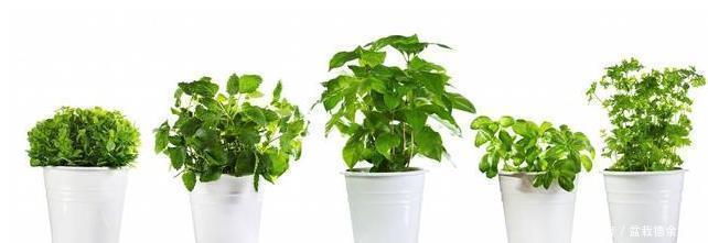 太多人不知道，在家里放上这几款植物，既能驱蚊还能吸甲醛