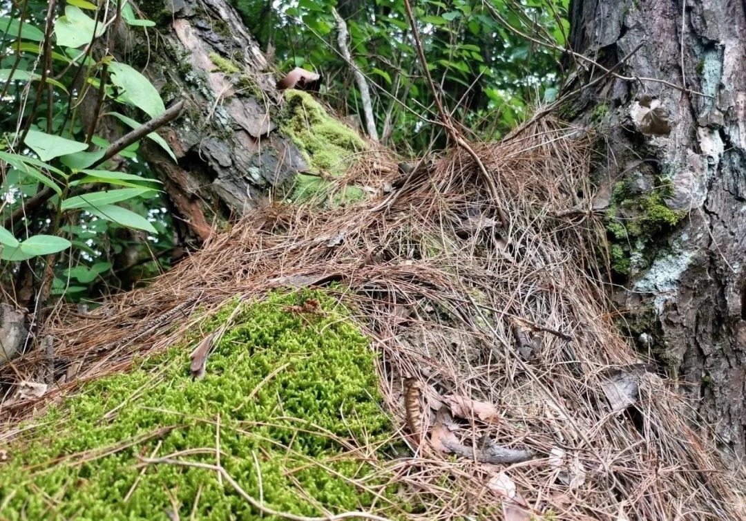 松树皮|比松树皮更好的兰花植料，生根快、发芽壮，更适合兰菌滋生