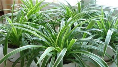 3种花不怕冷,遇水就疯长,寓意美好,花期超长!