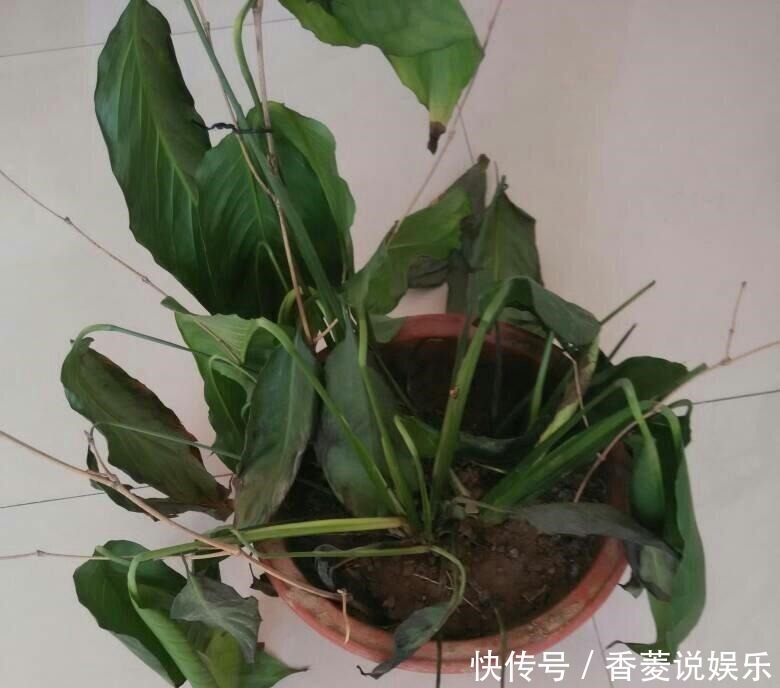 修剪|养花不能有的坏习惯,随心所欲养不好花,看看你中招几条