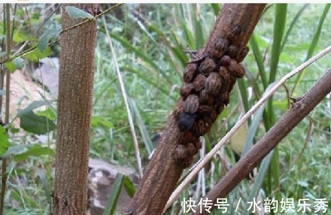 虫子|会放臭屁的臭妮子，营养价值堪比鹿茸，现在卖1000元一斤