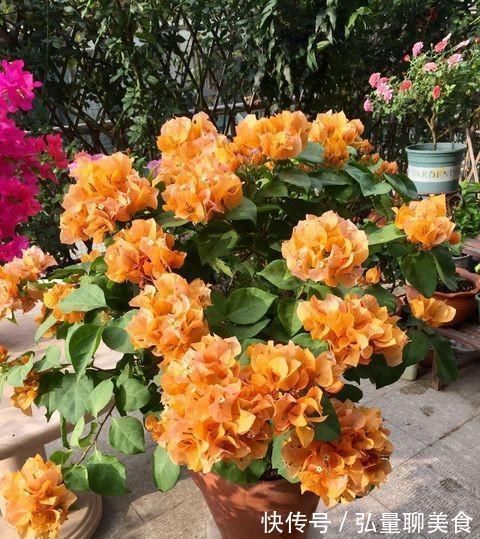 给三角梅修剪,记住“时间点”,开成大花团,真正的“开花机器”