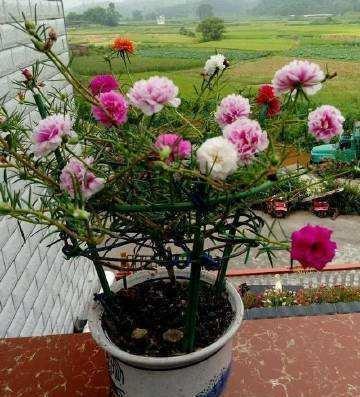 嫁接|农村“除不尽”的杂草,却是治病的“药王”,还能嫁接太阳花