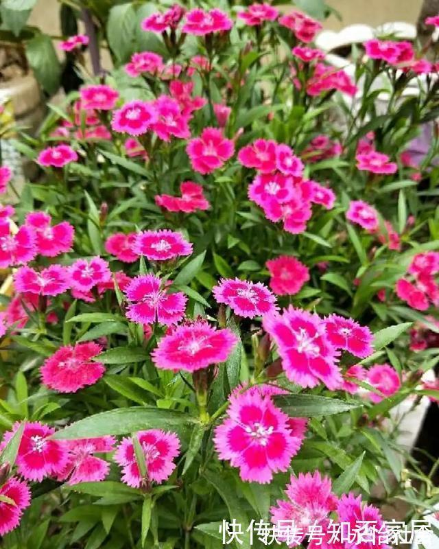 养花技巧:折腾不死的25种花,咋养都爆盆,懒人最适合