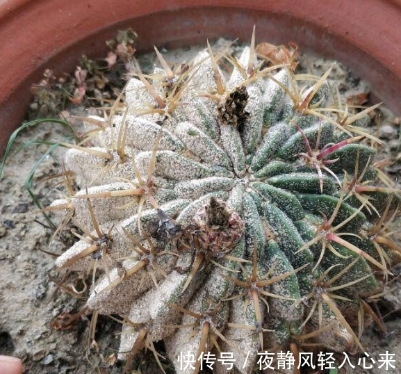 我养多肉以来见过的蚧壳虫最多的一次,吃饭的时候看要慎重