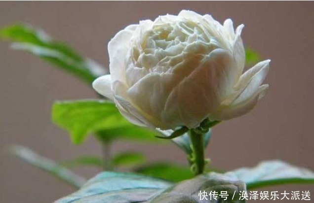 此花是我国第一 香，冰箱冻不死，开花200天不掉叶，浇水就疯长