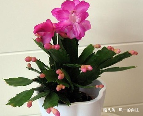 晒伤|家养蟹爪兰总是不开花学会这三个小技巧,轻松年年爆满盆