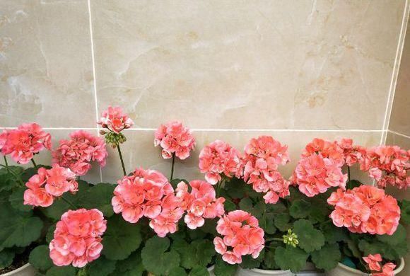 她是个狂热的天竺葵迷，院子里疯狂养了300盆，花团锦簇太养眼