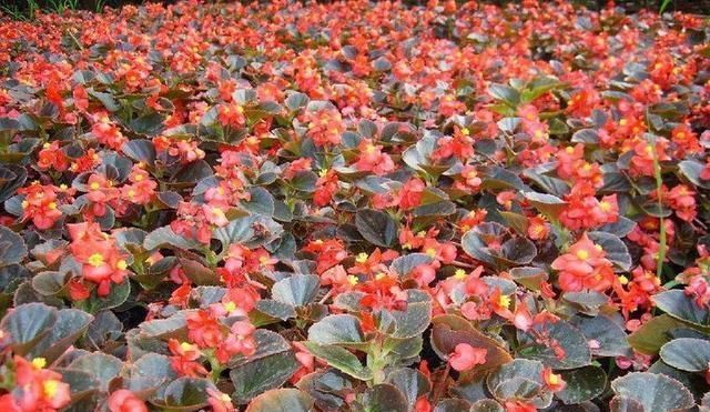 不停|养花还用操心这5种花你肯定没养,一年四季开不停