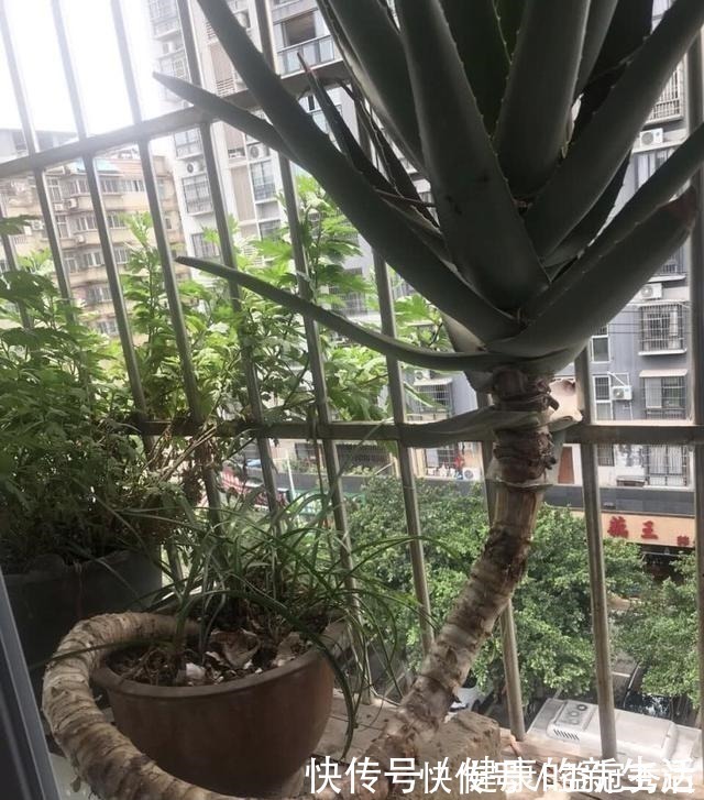 芦荟|芦荟不值钱,养成“老桩”很稀罕,叶子胶质多,越老越值钱!