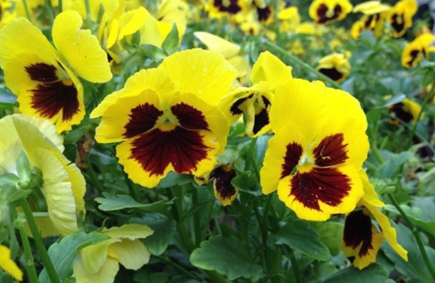 4种旺运花,吉祥添富贵,花朵多又艳,直接变成“小花园”!