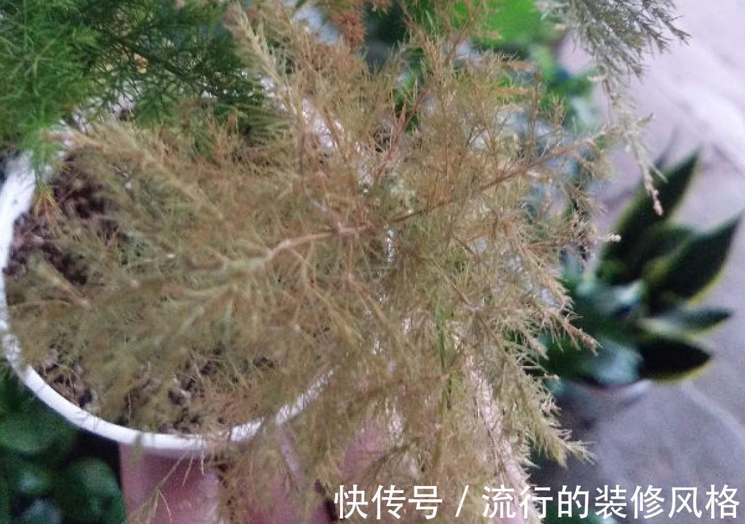 黄叶|养花“黑名单”实在太难养,心累