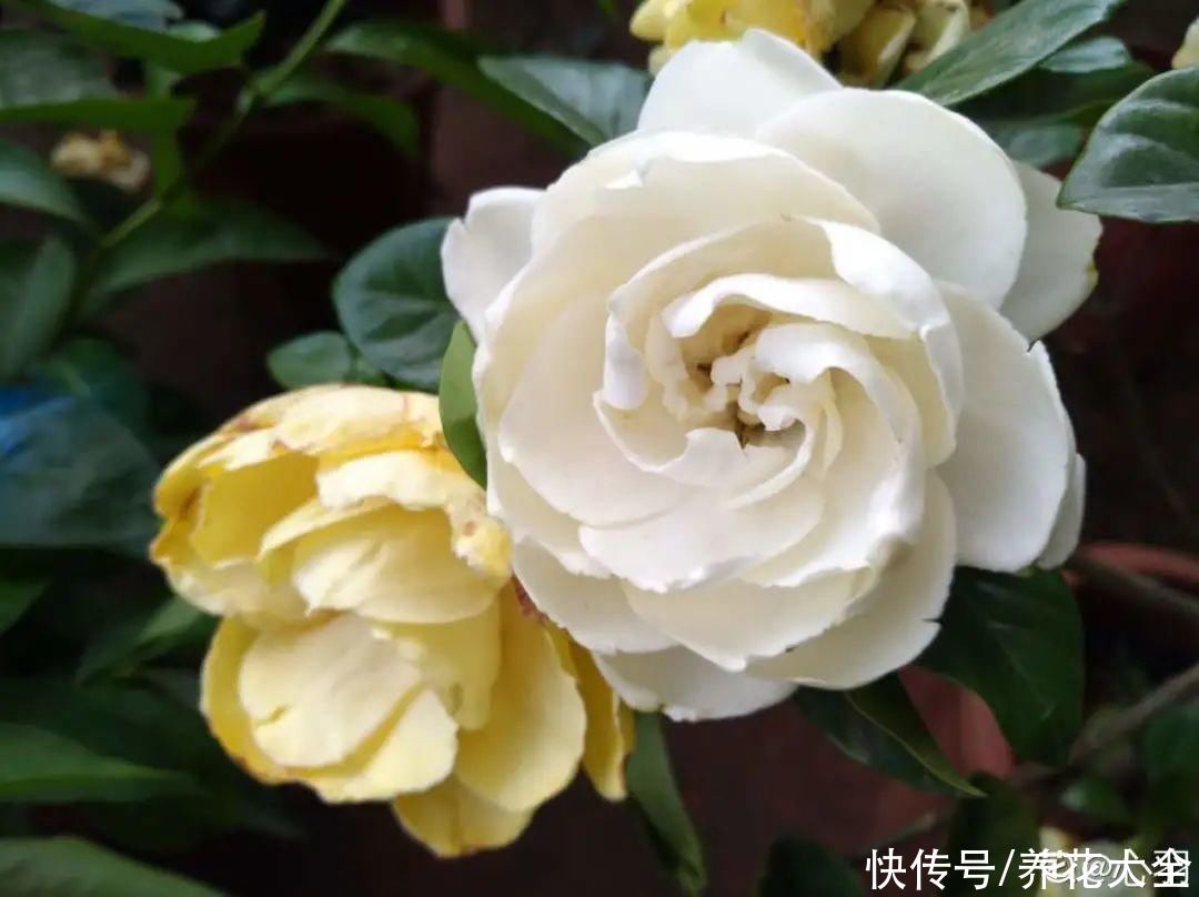 花市里买花，巧认识“激素苗”，买花不上当