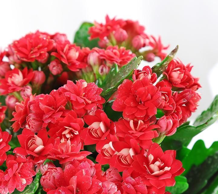 净化|快扔掉家中发财树,真正好看还能净化空气的是这几种,高级又漂亮