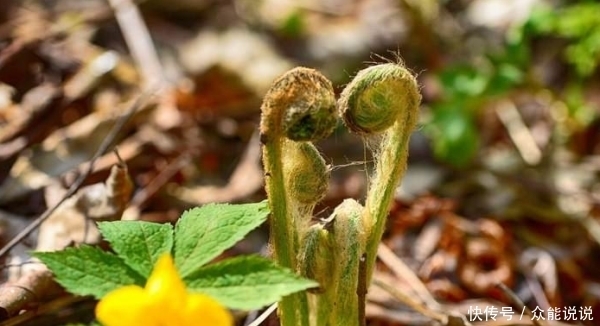 野菜中的“兰博基尼”,出口日本成为十大名菜之首