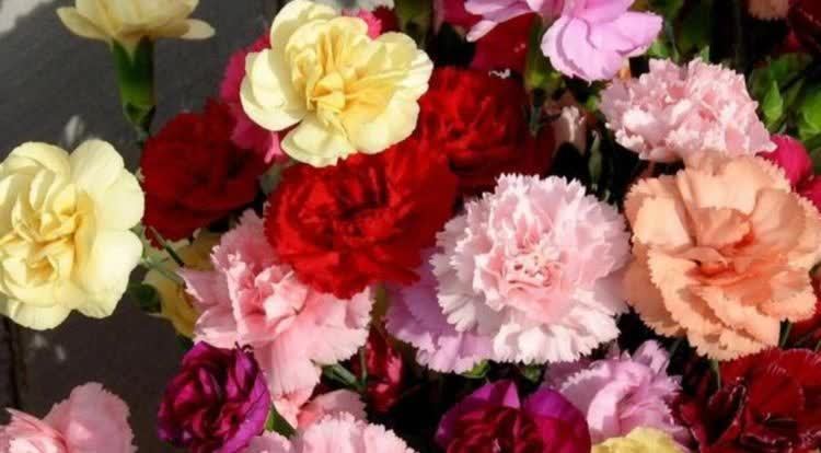 “4种花”漂亮又好养,四季花开不断,花量大不操心,越养越喜欢