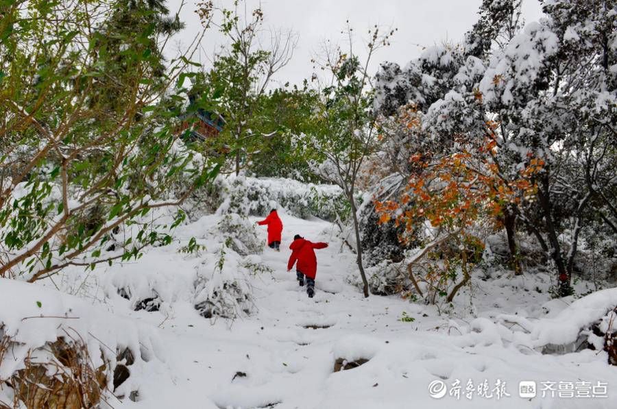 德州平原县|雪景丨德州平原县琵琶湾公园里白雪和绿树相映成趣，美得不得了