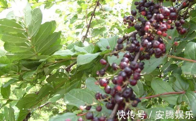 鸡母珠|农村这种果子和桑葚很像，却有剧毒，多人险丧命，千万别误食了