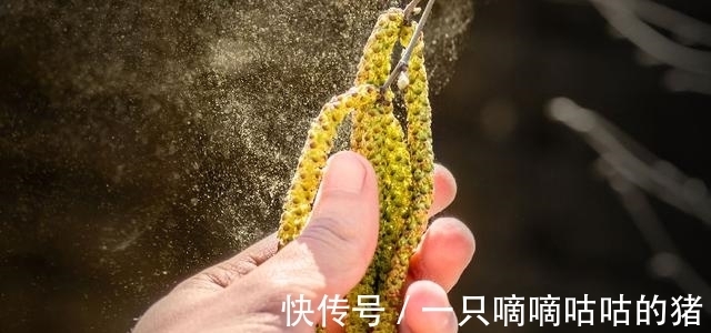 雌性|花粉过敏源在花交配的时候生成，但要不要除掉它们让人们犯难