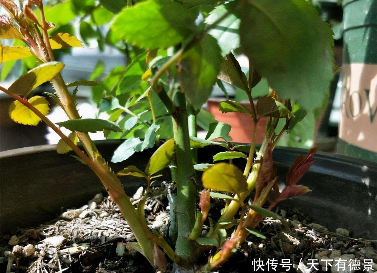 月季春天“压一下”，一个芽变成一排芽，花量多5倍，阳台高颜值