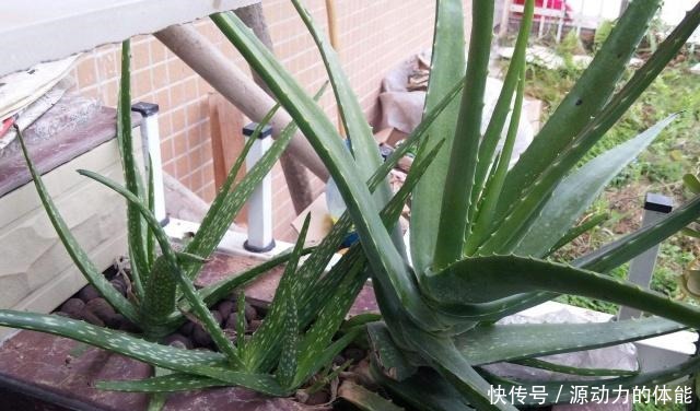 芦荟喜阴还是喜阳多浇水还是干一点比较好!