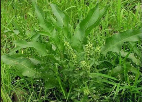 大黄|生长在河边的“野菠菜”,能够乌黑头发治脚气,价值很高
