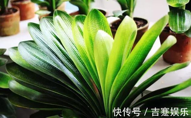 君子兰这样养,长得快、叶子绿、开花到爆盆!