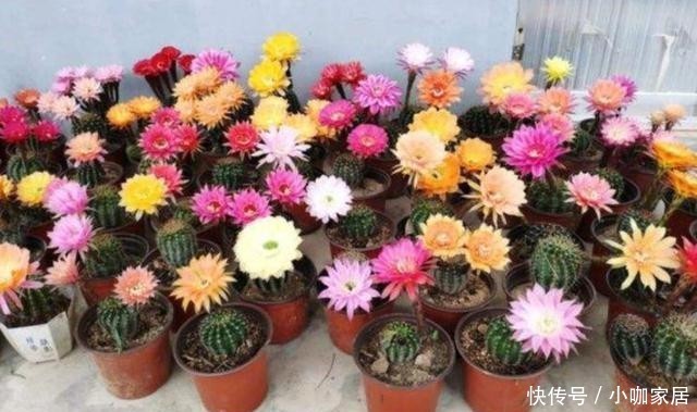  断水|冬季仙人球的“冷知识”，做好才能“无锈斑”，春季开花翻几倍！