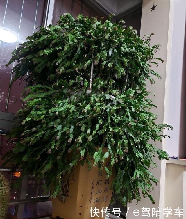 叶片|掐了一个叶片丢盆里，一年长满了花盆，连续七八年都开花！