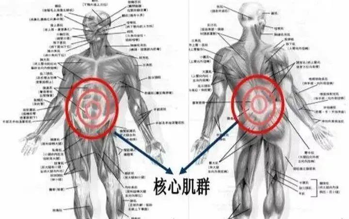 动作|健身如何训练核心?这几个动作,助你一臂之力