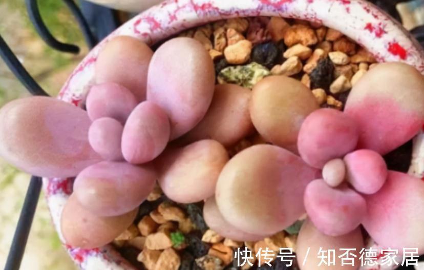 朝向|秋季养殖多肉,不管也能上色出状态?错,做好这些才行