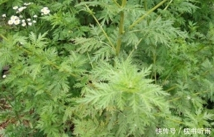 救命草|农村“臭”名远扬的这种野草,瘟疫肆虐时期居然是救命草!
