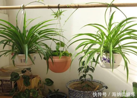 盆栽花草病害连连,全赖这些坏习惯,爱养花的你占了几样